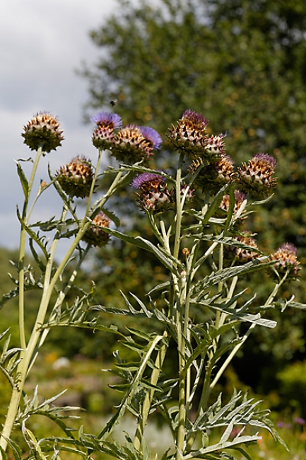 Jardin des Impressionnistes-078
